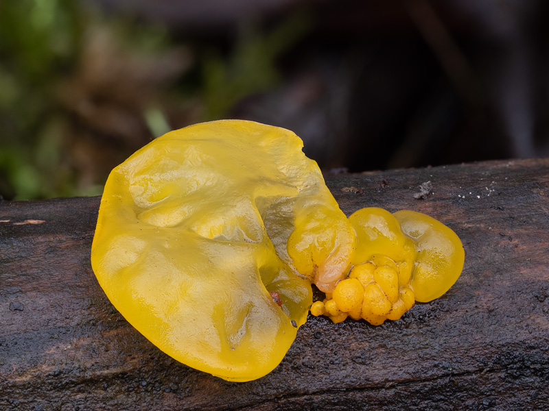 Tremella mesenterica